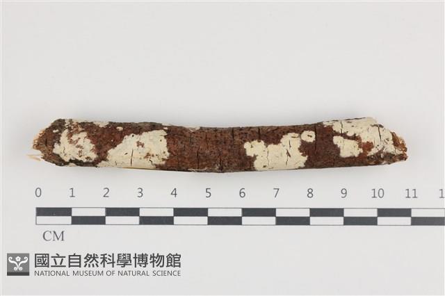 登錄號:F0036214藏品圖，第1張