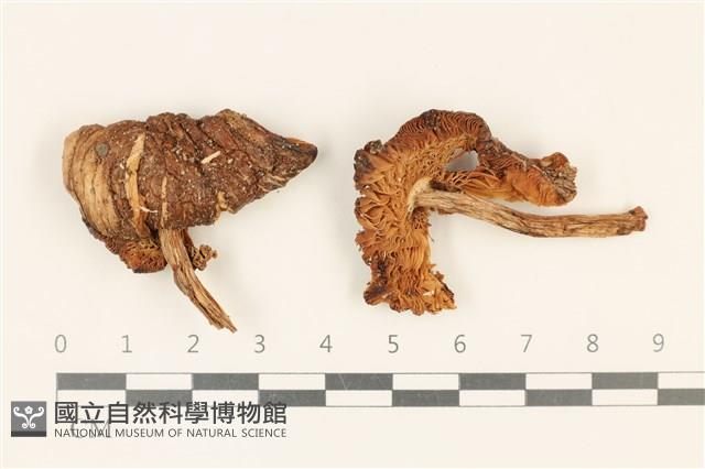 登錄號:F0037214藏品圖，第1張