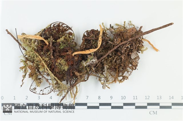 登錄號:F0039214藏品圖，第1張