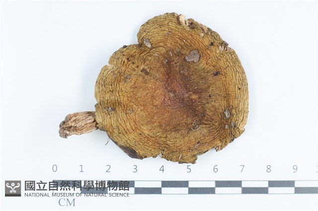 登錄號:F0038814藏品圖，第1張