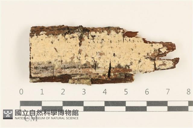 登錄號:F0036814藏品圖，第1張