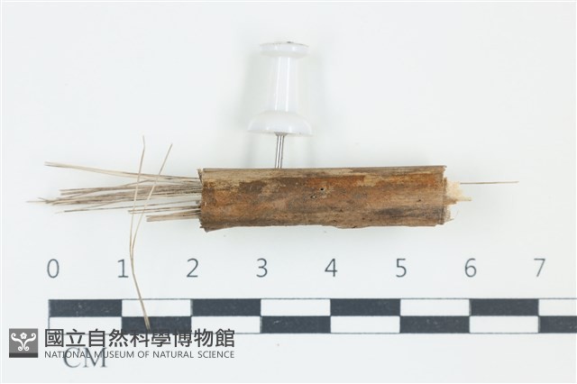 登錄號:F0038914藏品圖，第1張