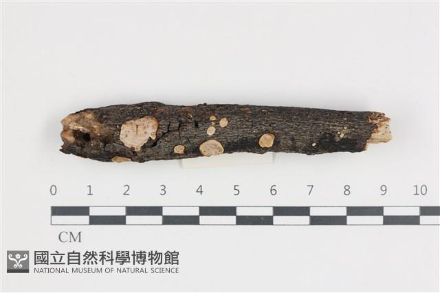 刺皮菌屬藏品圖，第1張