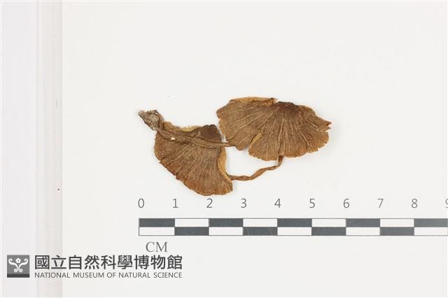 登錄號:F0036614藏品圖，第1張
