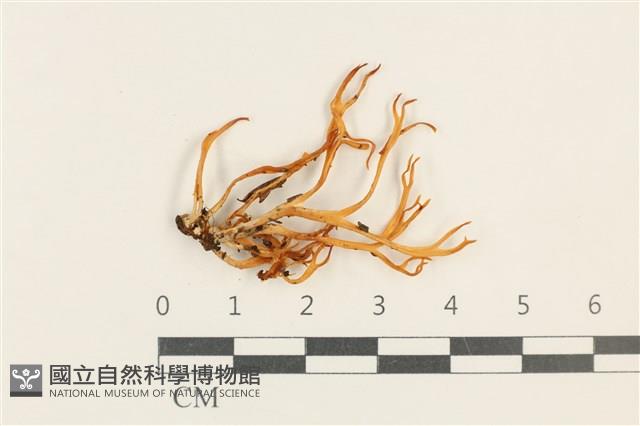 登錄號:F0037614藏品圖，第1張