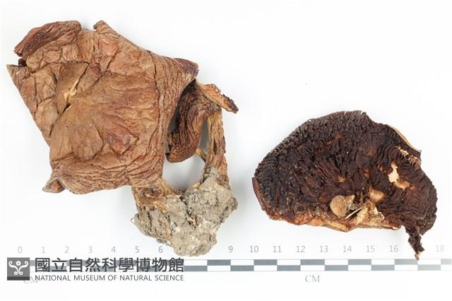 登錄號:F0036414藏品圖，第1張