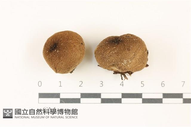 登錄號:F0037414藏品圖，第1張