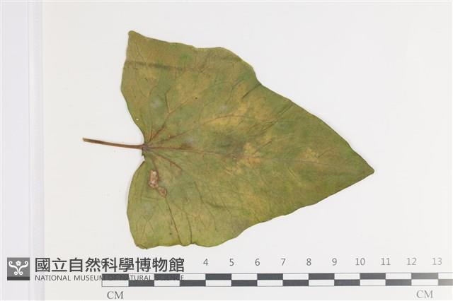登錄號:F0035414藏品圖，第1張