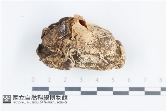 登錄號:F0038714藏品圖，第1張