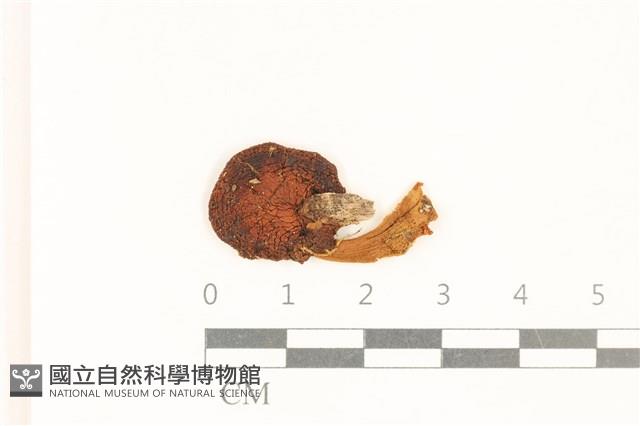 小皮傘屬藏品圖，第1張