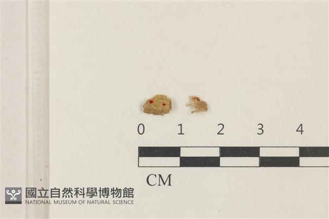 登錄號:F0037714藏品圖，第1張