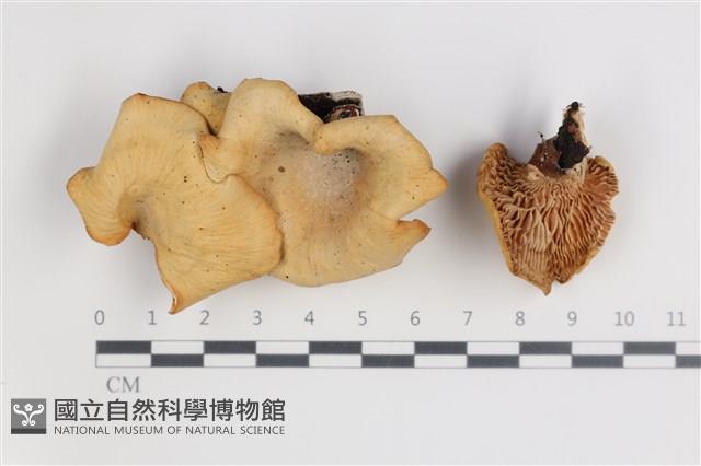 登錄號:F0035714藏品圖，第1張
