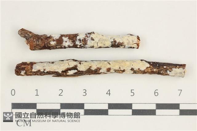 登錄號:F0038514藏品圖，第1張