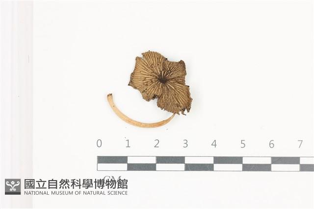鬼傘屬藏品圖，第1張