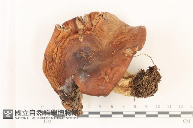 登錄號:F0037514藏品圖，第1張
