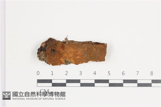登錄號:F0035514藏品圖，第1張