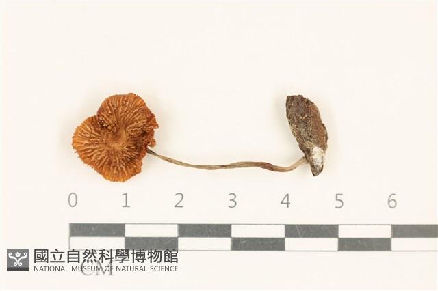 登錄號:F0037114藏品圖，第1張