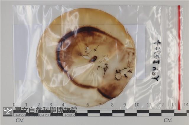 登錄號:F0035114藏品圖，第1張