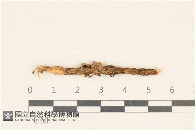 小皮傘屬藏品圖，第1張