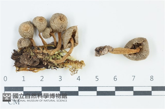 利氏小菇藏品圖，第1張