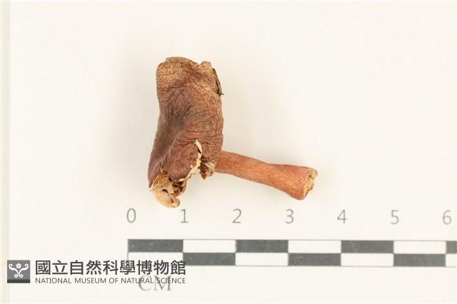 登錄號:F0038014藏品圖，第1張