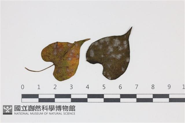 登錄號:F0035014藏品圖，第4張