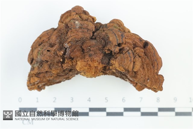 葉孔菌屬藏品圖，第1張