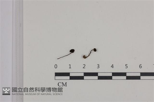登錄號:F0036314藏品圖，第1張