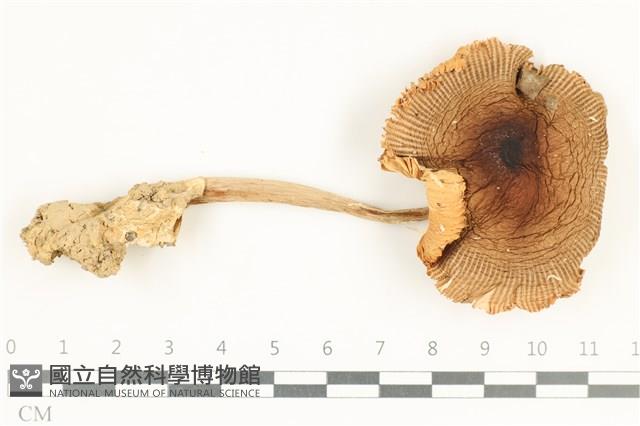 館號:F0038254藏品圖，第1張