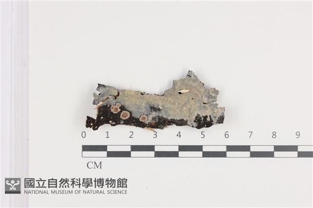 登錄號:F0036254藏品圖，第1張