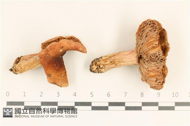 紅菇屬藏品圖，第1張