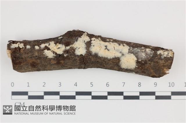 登錄號:F0035254藏品圖，第1張