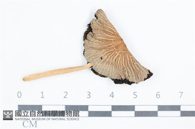 鬼傘屬藏品圖，第1張