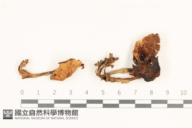 登錄號:F0036854藏品圖，第1張