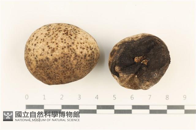 炭角菌屬藏品圖，第1張