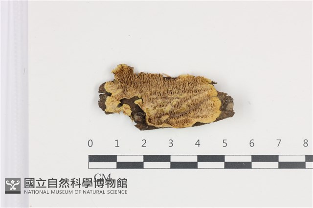 登錄號:F0035854藏品圖，第1張