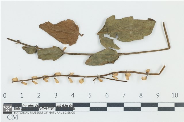 登錄號:F0038954藏品圖，第1張