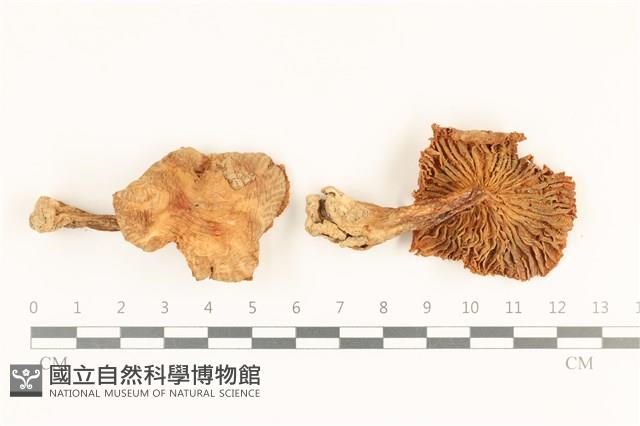 登錄號:F0036954藏品圖，第1張