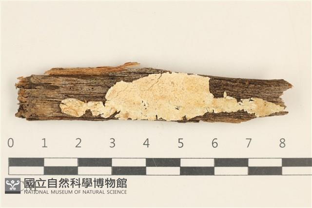 登錄號:F0017954藏品圖，第1張