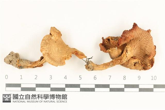 館號:F0037954藏品圖，第1張