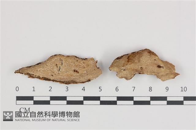 登錄號:F0035954藏品圖，第1張