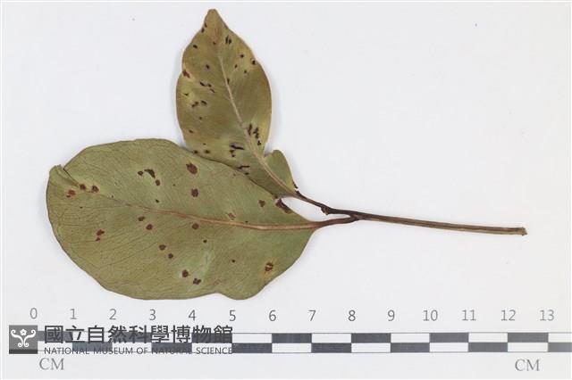 登錄號:F0038654藏品圖，第1張