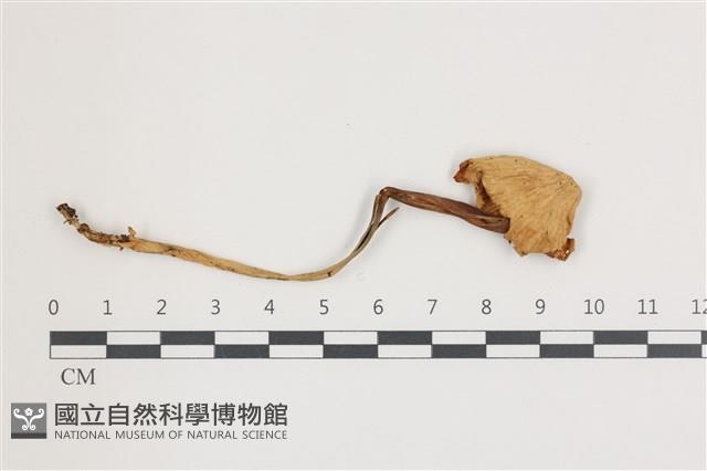 登錄號:F0036654藏品圖，第1張