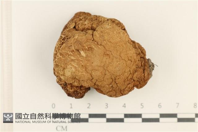 登錄號:F0037654藏品圖，第1張