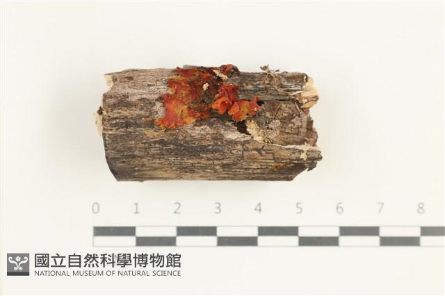 登錄號:F0038454藏品圖，第1張