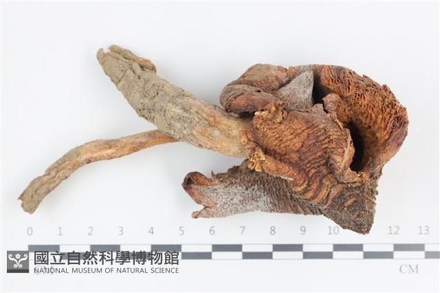登錄號:F0036454藏品圖，第1張