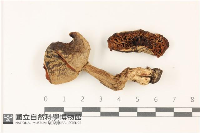 鵝膏屬藏品圖，第1張