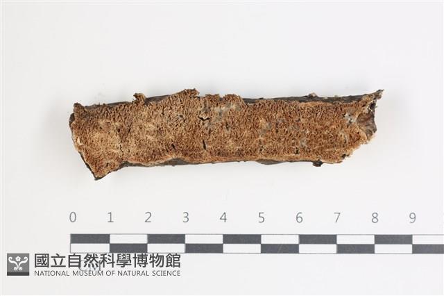 登錄號:F0035454藏品圖，第1張