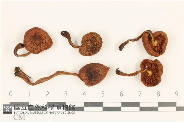 登錄號:F0036754藏品圖，第1張