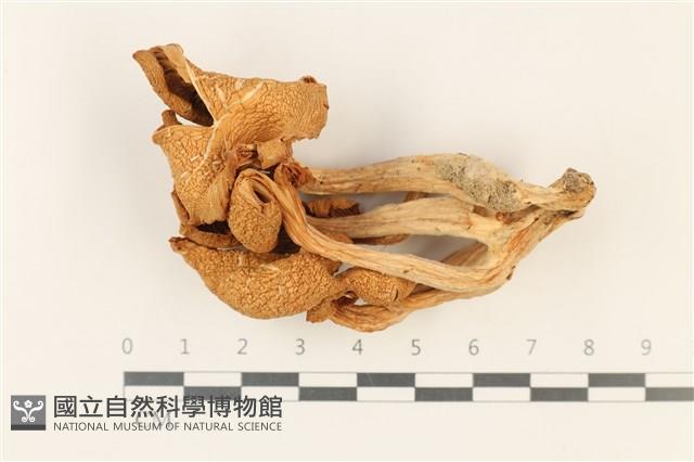 登錄號:F0037754藏品圖，第1張